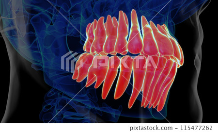 Human teeth anatomy for medical concept 3D rendering 115477262