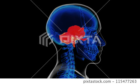 Human skeleton skull temporal bone anatomy for medical concept 3D rendering 115477263