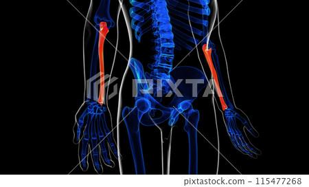 Human skeleton ulna bone anatomy for medical concept 3D rendering 115477268