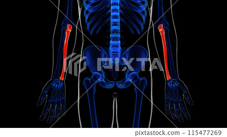 Human skeleton ulna bone anatomy for medical concept 3D rendering 115477269