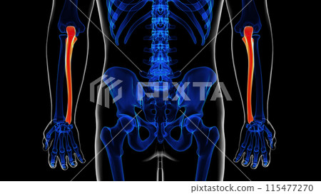Human skeleton ulna bone anatomy for medical concept 3D rendering 115477270