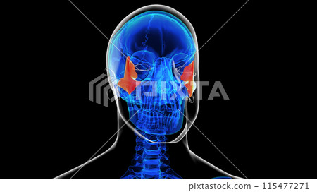 Human skeleton skull zygomatic bone anatomy for medical concept 3D rendering 115477271