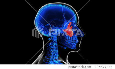 Human skeleton skull zygomatic bone anatomy for medical concept 3D rendering 115477272