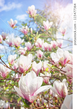 Close up photo of blossoming magnolia soulangeana, selective focus. 115477364