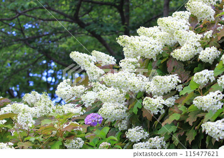 Oakleaf hydrangea in full bloom 115477621
