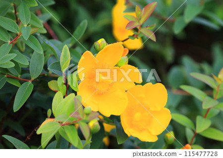 Kinshibai (gold thread plum) flowers and buds in full bloom Kinshibai (gold thread plum) flowers and buds in full bloom 115477728