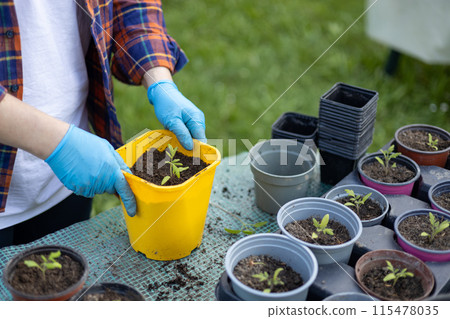 Young green seedlings of tomato in a special plastic form on nature background, happy 30s woman gardener transplanting seedlings outdoors. Growing organic food near home Young green seedlings of tomato in a special plastic form on nature background, happy 30s woman gardener transplanting seedlings outdoors. Growing organic food near home 115478035