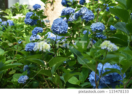 Blue hydrangeas in the first hydrangea garden at Fujimori Shrine 115478133