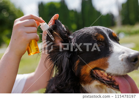 Giving ear drops to a calm dog outdoors on a sunny day, caring for its health and enjoying nature 115478197