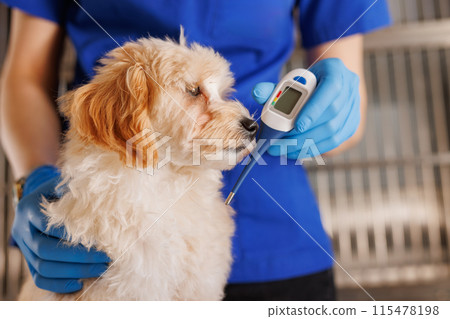 The veterinarian examines the dog and takes the temperature, providing emergency medical care to animals The veterinarian examines the dog and takes the temperature, providing emergency medical care to animals 115478198