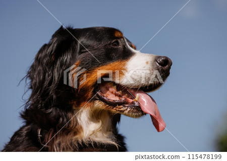 portrait of a large beautiful dog with his tongue hanging out against the sky, Bernese Mountain Dog bottom view portrait of a large beautiful dog with his tongue hanging out against the sky, Bernese Mountain Dog bottom view 115478199