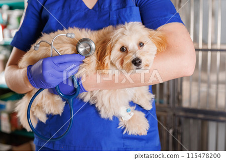 veterinarian holding a dog and a stetoskop in a veterinary clinic, caring for sick animals veterinarian holding a dog and a stetoskop in a veterinary clinic, caring for sick animals 115478200