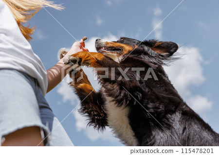 A joyful dog receiving a reward in a sunlit grassy field beneath a clear blue sky A joyful dog receiving a reward in a sunlit grassy field beneath a clear blue sky 115478201