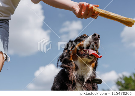 A dog cheerfully chews on a gigantic bone provided by its owner on a clear and sunny day outside 115478205