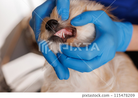 veterinarian doctor checks dog's teeth close-up, dental treatment for animals 115478209