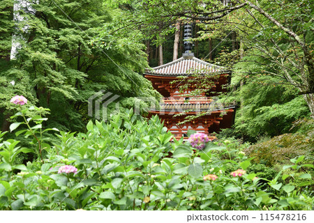 Three-story pagoda and hydrangeas beginning to bloom at Iwafuneji Temple 115478216