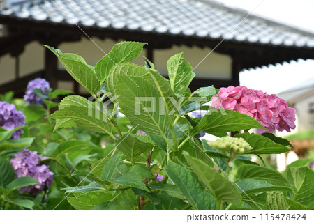 藤森神社第一繡球花園 粉紅繡球花 藤森神社第一繡球花園 粉紅繡球花 115478424