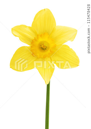 Daffodil flower or narcissus isolated on white background with full depth of field Daffodil flower or narcissus isolated on white background with full depth of field 115478428