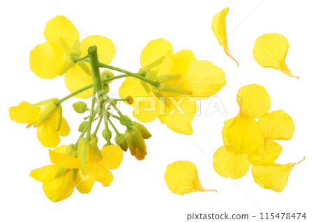 Rapeseed flowers isolated on white background, Top view. Flat lay Rapeseed flowers isolated on white background, Top view. Flat lay 115478474