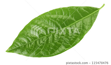 Leaf of avocado isolated on white background. Top view. Flat lay 115478476