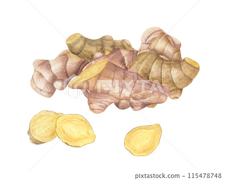 Ginger root heap. Whole and slices ginger. Watercolor illustration illustration of raw seasoning. Natural organic product for recipe, package. For treating colds, strengthening the immune system 115478748