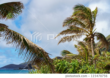 Palm trees gently swaying in the ocean breeze near the coast Palm trees gently swaying in the ocean breeze near the coast 115478756