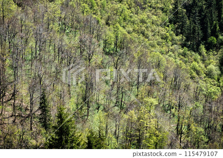 Mixed forest, Big Fatra mountains scenery, Slovakia Mixed forest, Big Fatra mountains scenery, Slovakia 115479107