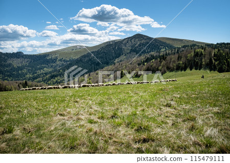 Flock of sheep, Big Fatra mountains scenery, Slovakia 115479111