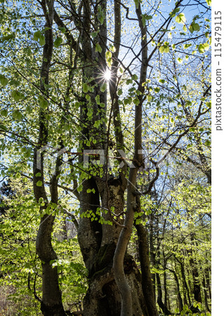 Big Fatra mountains scenery, Slovakia 115479115