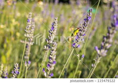 A colorful grasshopper A colorful grasshopper 115479122