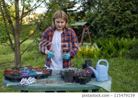 Young green seedlings of tomato in a special plastic form on nature background, happy 30s woman gardener transplanting seedlings outdoors. Growing organic food near home Young green seedlings of tomato in a special plastic form on nature background, happy 30s woman gardener transplanting seedlings outdoors. Growing organic food near home 115479139