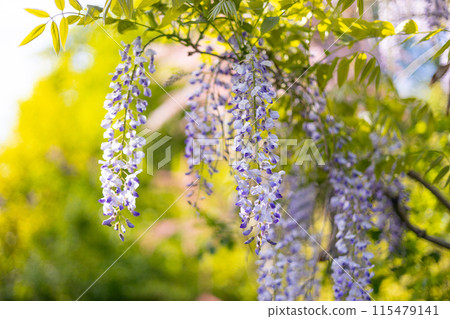 Selective focus of purple flowers Wisteria sinensis or Blue rain. Flowering Japanese Wisteria tree in garden. Beautiful outdoor floral background 115479141