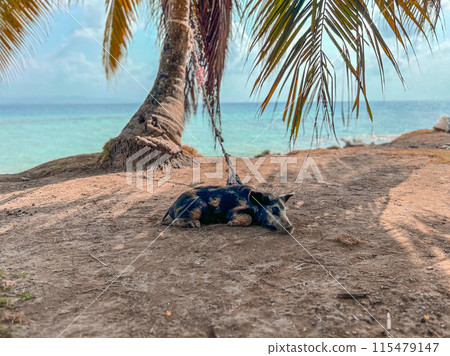 Pig on the San Blas islands in Panama, tropical beach 115479147