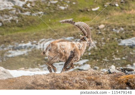 Ibex adult in the French alps, the national park of the Vanoise 115479148