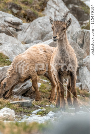 Ibex young grazing in the French alps, the national park of the Vanoise Ibex young grazing in the French alps, the national park of the Vanoise 115479194