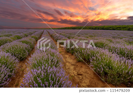 bloom scented fields  115479209
