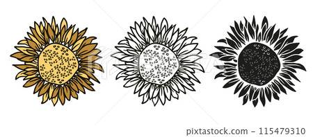Sunflower head hand drawn elements set for design. Vector clip art, isolate on white background Sunflower head hand drawn elements set for design. Vector clip art, isolate on white background 115479310