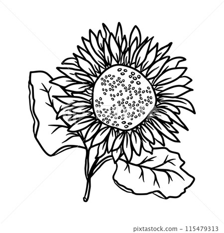 Sunflower hand drawn line art illustration for design. Vector doodle floral elements Sunflower hand drawn line art illustration for design. Vector doodle floral elements 115479313
