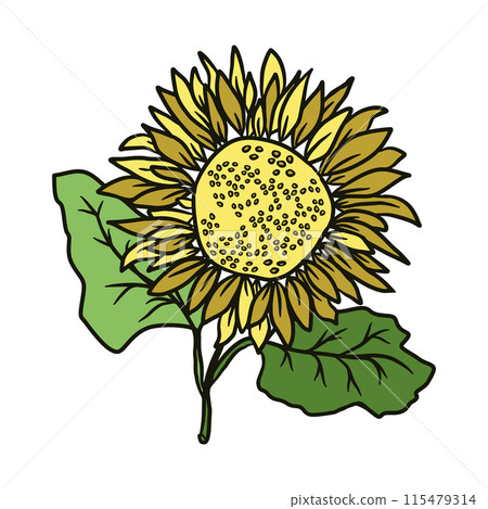 Sunflower hand drawn illustration for design. Vector doodle floral element for design Sunflower hand drawn illustration for design. Vector doodle floral element for design 115479314