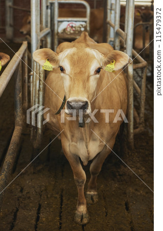 Jersey cow on a farm in Denmark 115479372