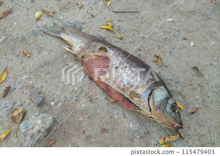 A dead rotting fish of the carp family lies decomposing on the street, thrown out in hope that passing street cats and dogs would eat it. The Decomposition of Matter into Simple Elements in Nature. 115479403