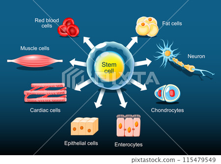 Stem cells Differentiation 115479549