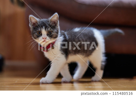 walking kitten walking kitten 115480516