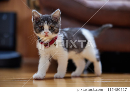 walking kitten walking kitten 115480517