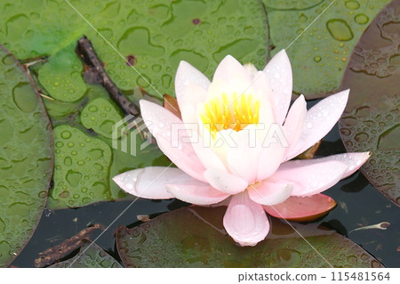 漂浮在水面上的粉紅色睡蓮花 漂浮在水面上的粉紅色睡蓮花 115481564