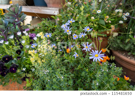 Flower garden 115481650