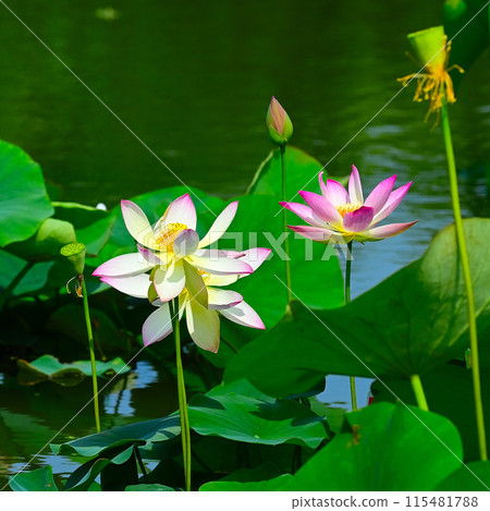 花蓮 115481788