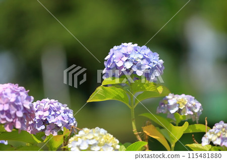 hydrangea   115481880