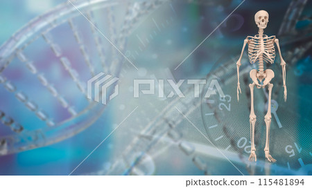 The skeleton for education or health concept 3d rendering. The skeleton for education or health concept 3d rendering. 115481894