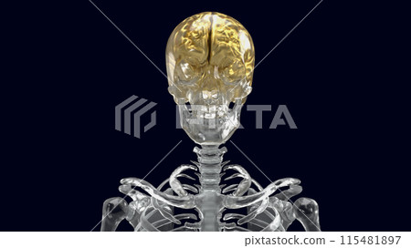 The crystal skeleton and gold brain for education or health concept 3d rendering. The crystal skeleton and gold brain for education or health concept 3d rendering. 115481897